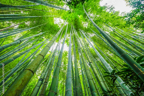 鎌倉の竹林
