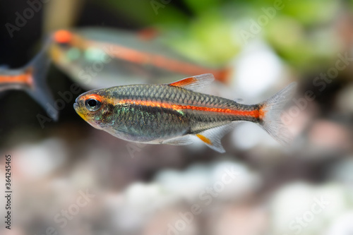Photography Macro view aquarium fish Glowlight tetra or Hemigrammus erythrozonus