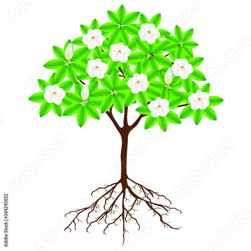 Magnolia grandiflora tree with flowers and roots on a white background.
