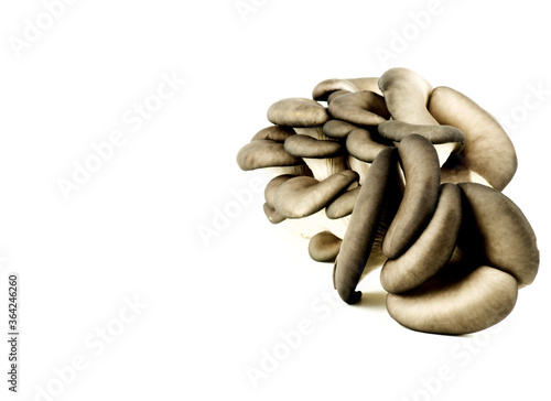 Raw Oyster Mushrooms