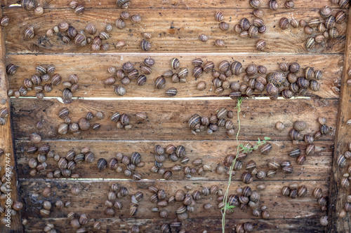 Raised wooden panel, under which living many snails. Snail farm. photo