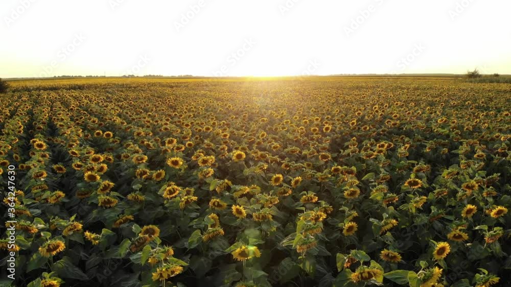 Sunflower field aerial above view Sunflower field aerial above view