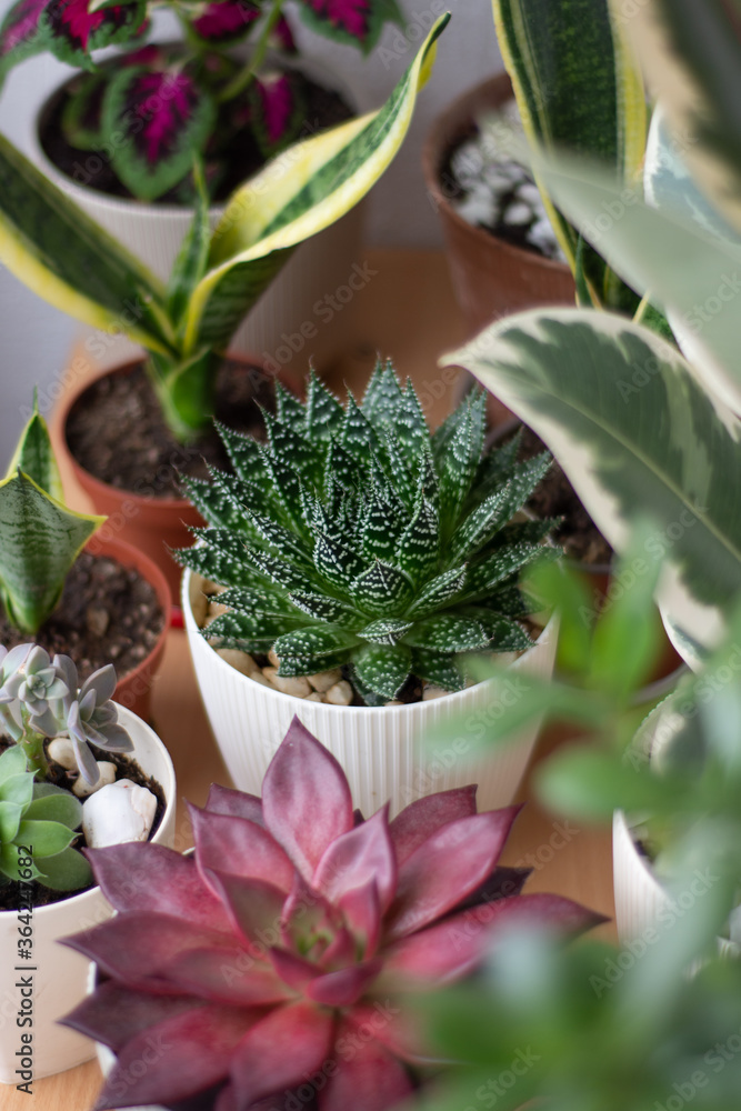 Home garden with green cactus, red succulent, rubber plant, jade plant and sansiveria Home garden with green cactus, red succulent, rubber plant, jade plant and sansiveria