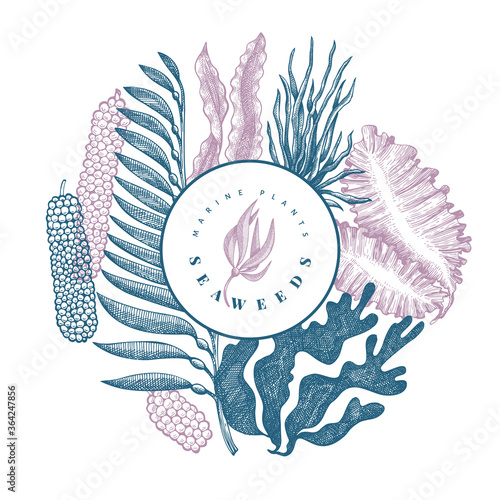 Seaweed design template. Hand drawn vector seaweeds illustration. Engraved style sea food banner. Vintage sea plants background