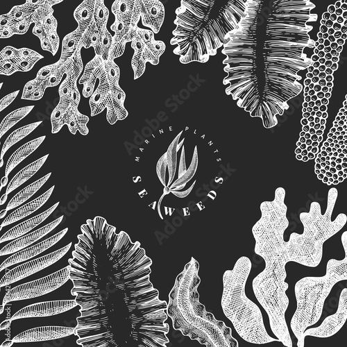 Seaweed design template. Hand drawn vector seaweeds illustration on chalk board. Engraved style sea food banner. Retro sea plants background