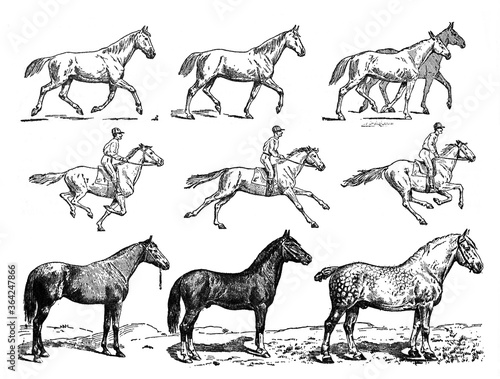 Learning horse riding training with jockey / Vintage and Antique illustration from Petit Larousse 1914	