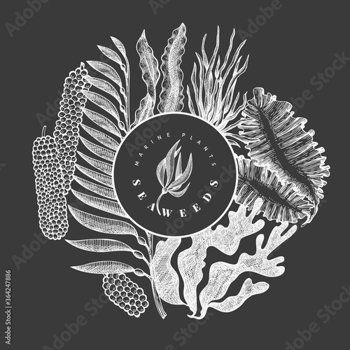 Seaweed design template. Hand drawn vector seaweeds illustration on chalk board. Engraved style sea food banner. Retro sea plants background