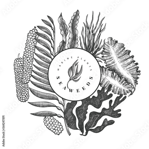 Seaweed design template. Hand drawn vector seaweeds illustration. Engraved style sea food banner. Vintage sea plants background