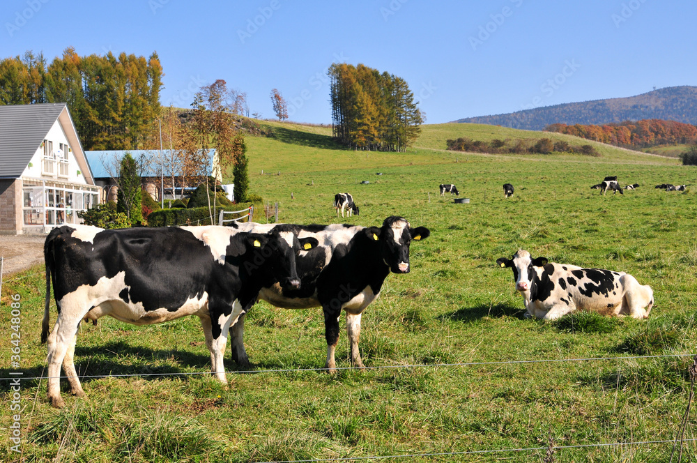 北海道の牧場　A vast ranch in Hokkaido