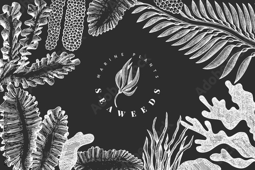 Seaweed design template. Hand drawn vector seaweeds illustration on chalk board. Engraved style sea food banner. Retro sea plants background