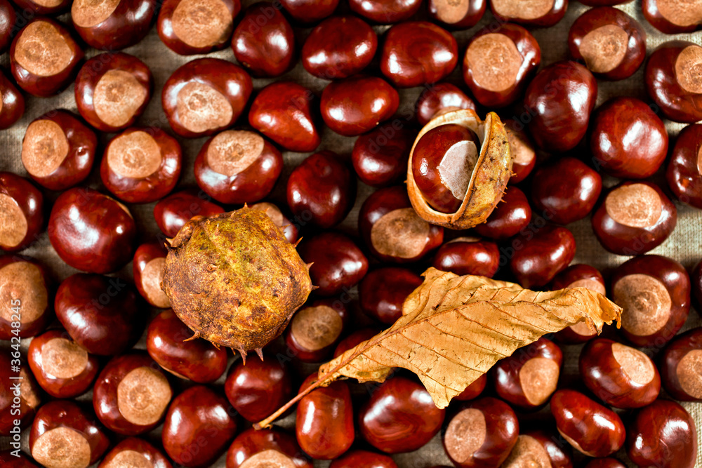 Autumn background. Dry leaf of chestnut tree with nuts. Top view. Autumn background. Dry leaf of chestnut tree with nuts. Top view.
