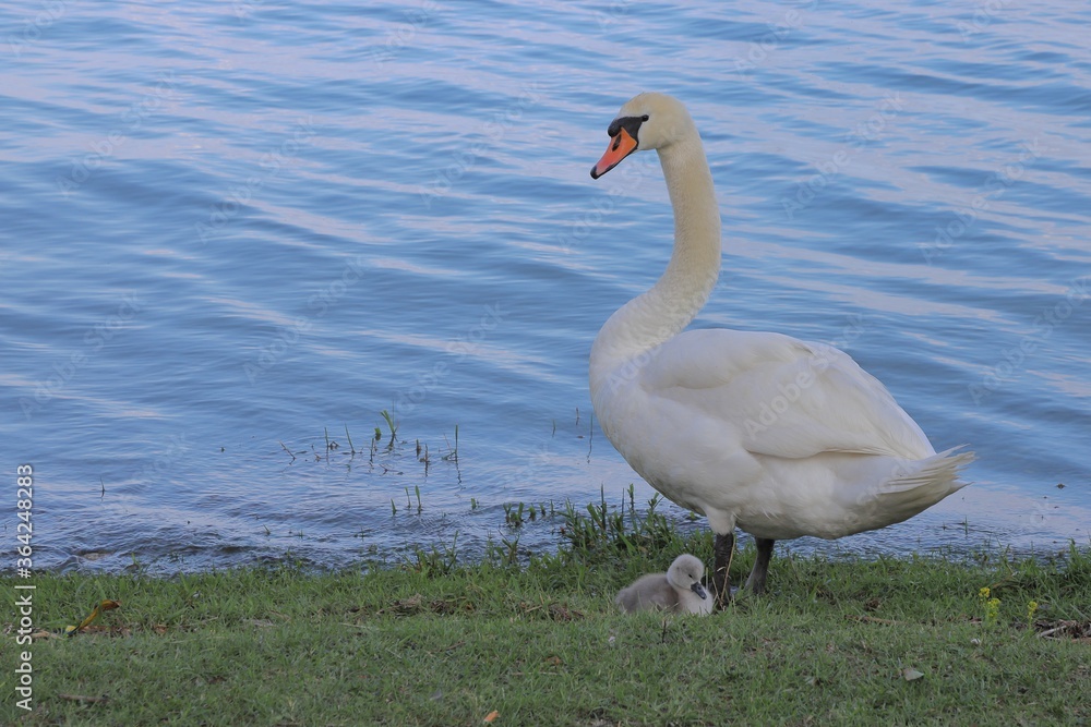 Mute swan with cygnet at the lakeshore Mute swan with cygnet at the lakeshore