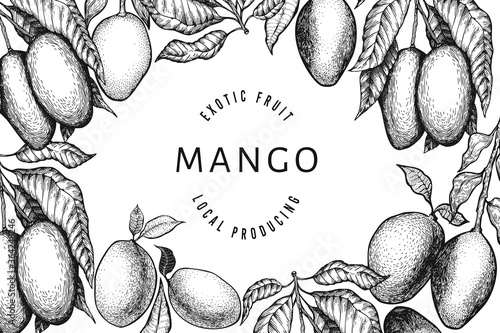 Mango design template. Hand drawn vector tropic fruit illustration. Engraved style fruit. Retro exotic food banner.