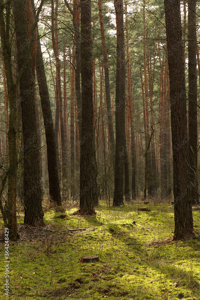 Rays of the rising sun in the forest Rays of the rising sun in the forest