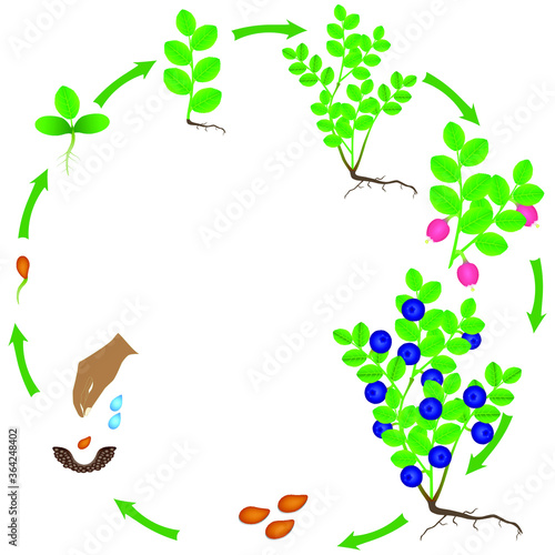 Life cycle of a blueberry plant on a white background.