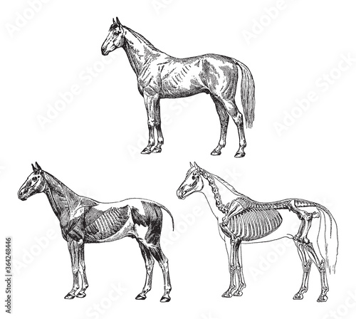 Horse anatomy - muscles and skeleton - vintage vector illustration from Petit Larousse Illustré 1914	