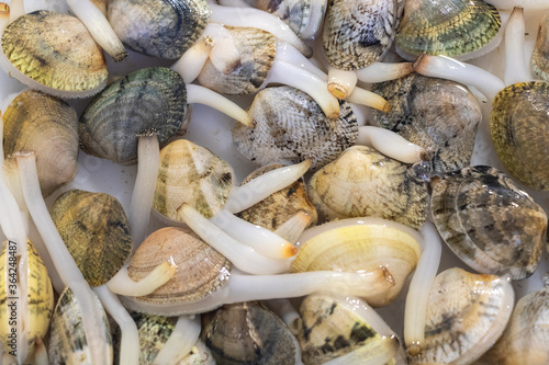 Live Sea clams in the exhibitor of a restaurant to be selected for the customer for eat photo