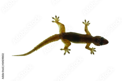Translucent lizard isolated on white background Clipping Path. Translucent lizard, high definition, can see the skin as scales and veins.