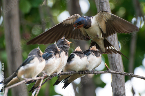 close up photo of five young birds swallows sitting on a tree branch waiting for food and a mother swallow feeding it against the background of a green tree branch