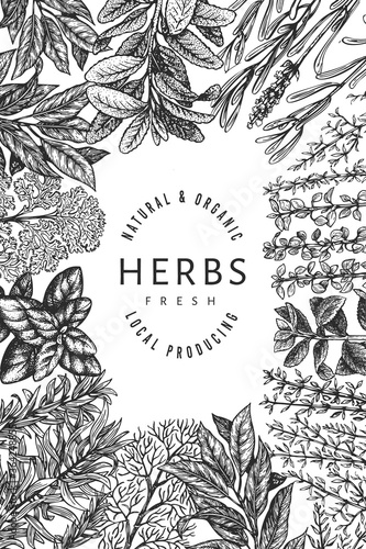 Culinary herbs banner template. Hand drawn vintage botanical illustration. Engraved style. Retro food background.
