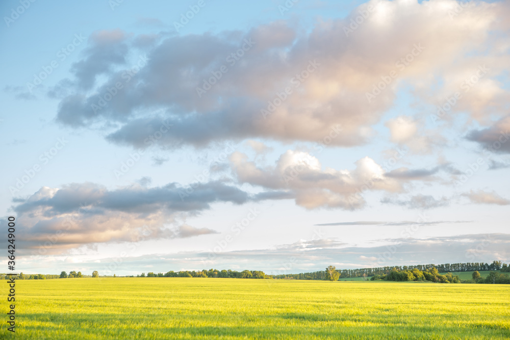 Field with fresh green grass and sky in sunset light on summer evening