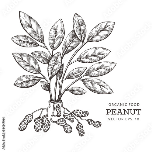 Hand drawn peanut branch and kernels. Organic food vector illustration on white background. Retro nut illustration.