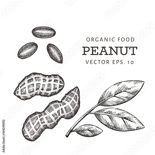 Hand drawn peanut branch and kernels. Organic food vector illustration on white background. Retro nut illustration.