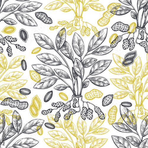 Hand drawn peanut branch and kernels seamless pattern. Organic food vector illustration. Retro nut background. Engraved style botanical picture.