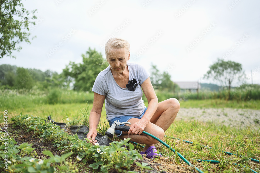 Fototapeta premium Mature elderly woman watering plants with water hose. Farming, gardening, agriculture, old age and people concept - senior woman or farmer growing organic berries on garden beds on summer farm