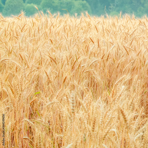 Golden field of wheat with spikes. Agricultural harvest.