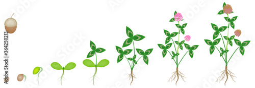 Cycle of growth of a clover plant on a white background.