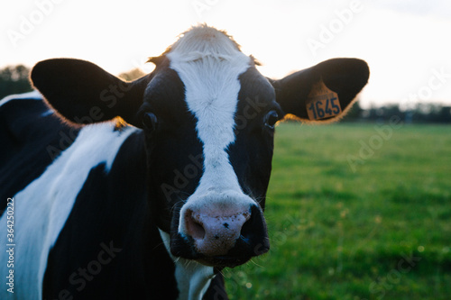 Jeune vache holstein au coucher de soleil