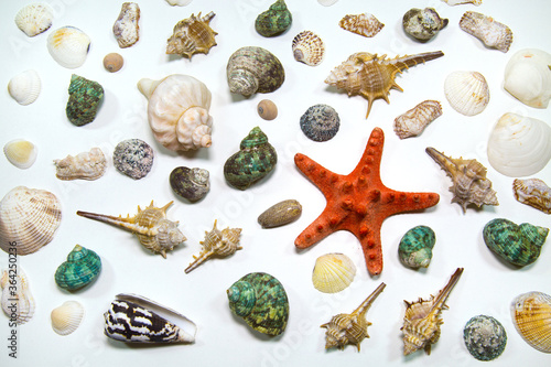 Starfish shellfish shells of various shapes red green yellow isolated on a white background, sea world, fauna sea ocean.