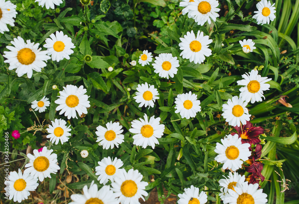 Many large and beautiful daisies grow and bloom on the field, seeded with green grass. Many large and beautiful daisies grow and bloom on the field, seeded with green grass.