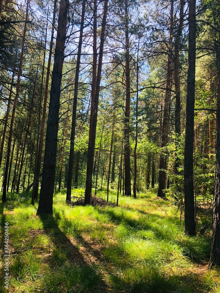 Fototapeta premium Bajka