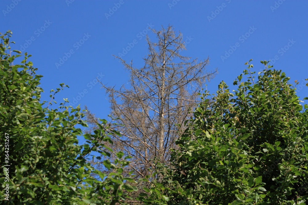 Obraz premium Alte abgestorbene Nadelhölzer und junge grüne Bäume bei blauen Himmel und Sonnenschein in lippetal Büninghausen