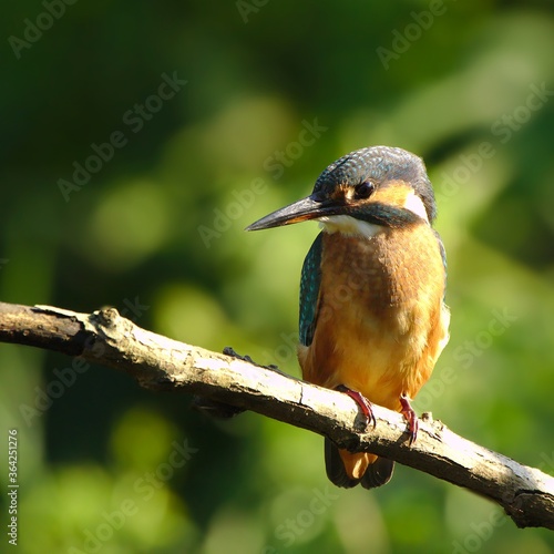 Common kingfisher sitting on branch. Alcedo atthis.