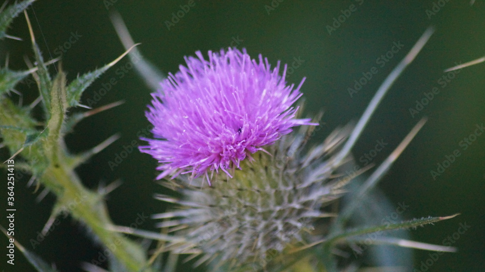 Close up of a Thistle in bloom Close up of a Thistle in bloom