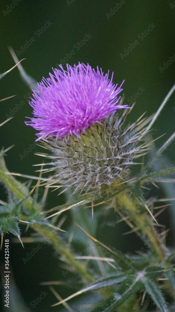 Close up of a Thistle in bloom