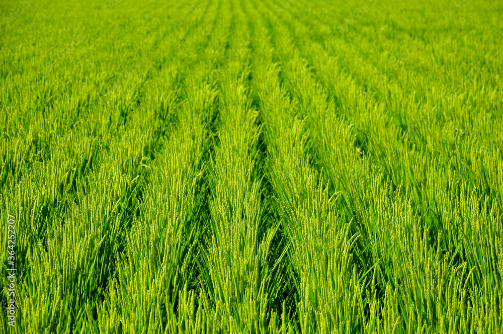 田んぼのアップ A view of a rice field shining in green 田んぼのアップ A view of a rice field shining in green