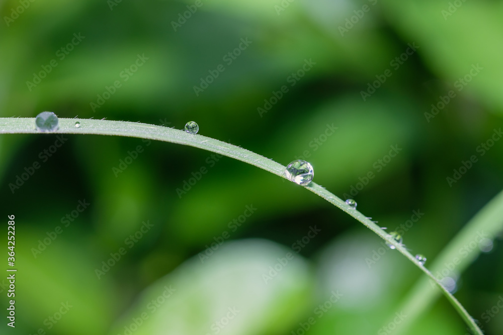 Dew drops on green grass leaf close up. meadow grass in drops rain, nature background. pure water Dew drops on green grass leaf close up. meadow grass in drops rain, nature background. pure water
