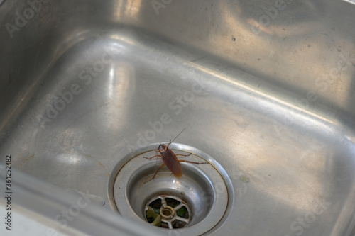 Large Cockroach in a kitchen sink