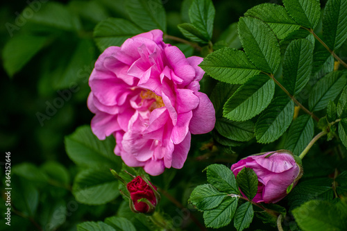A Pink flowers of a wild rose in spring