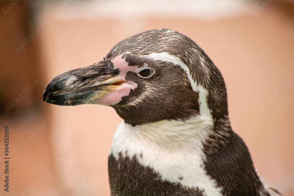 Fototapeta premium フンボルトペンギン