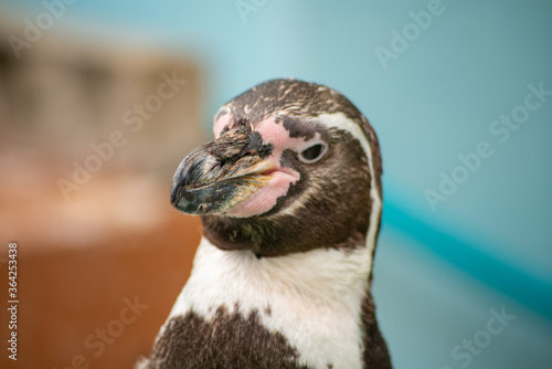 フンボルトペンギン © Juntaro