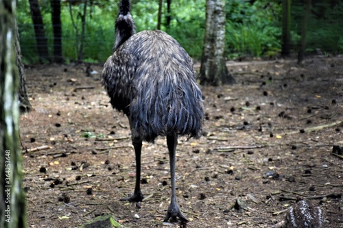 Struś emu