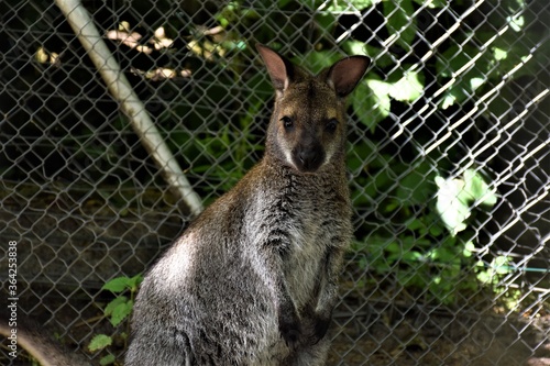 Fototapeta Naklejka Na Ścianę i Meble -  Kangur