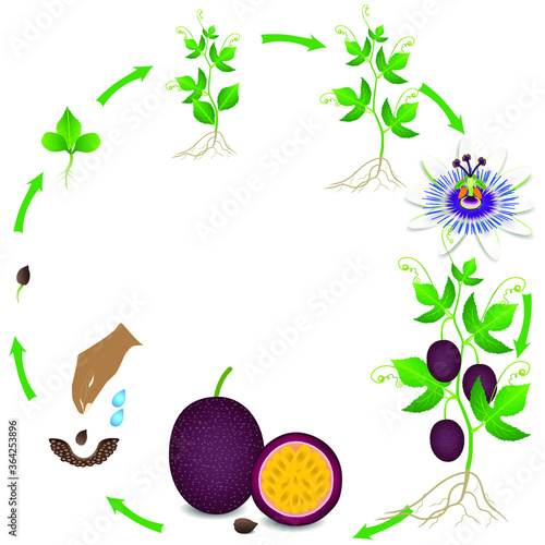 Life cycle of a passion fruit plant on a white background.