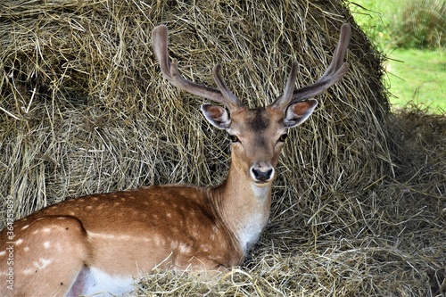 Fototapeta Naklejka Na Ścianę i Meble -  Daniel 