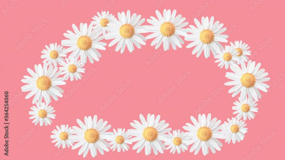 Coloured frame and light pink background. Motion design. Moving daisy flowers, camomiles framework. Copy space. Colourful pink frame. Coloured frame and light pink background. Motion design. Moving daisy flowers, camomiles framework. Copy space. Colourful pink frame.